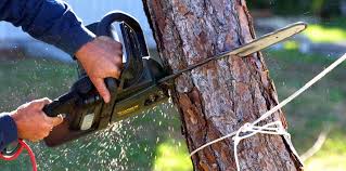 How Our Tree Care Process Works  in  Concord, NC