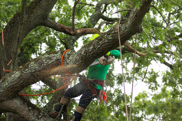 Best Tree Preservation Services  in Coord, NC