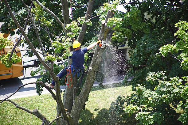 Reliable Concord, NC Tree Care Solutions